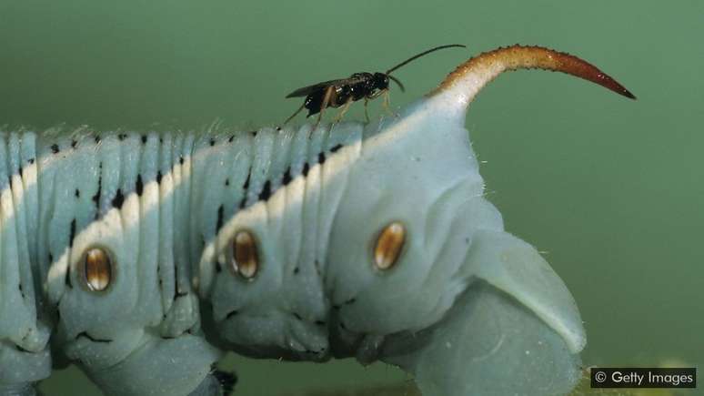 Uma vespa parasita (Cotesia congregata) sobe em uma lagarta, seu hospedeiro, onde depositar&aacute; ovos