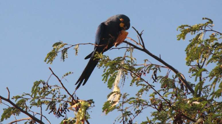 Gra&ccedil;as a projetos de recupera&ccedil;&atilde;o e prote&ccedil;&atilde;o de sua popula&ccedil;&atilde;o, n&uacute;mero de exemplares de arara-azul-de-lear (Anodorhynchus leari) aumentou de apenas 60 para mais de 1,7 mil nos &uacute;ltimos 40 anos