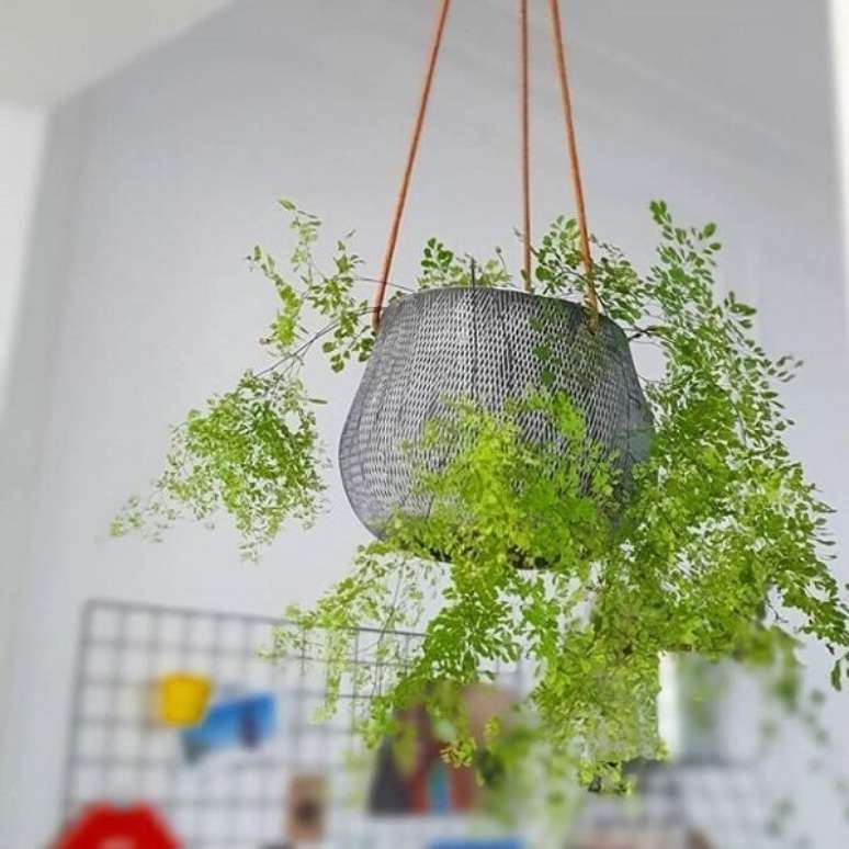 7. A Avenca cabelinho de anjo &eacute; uma esp&eacute;cie cheia de delicadeza. Fonte: Casa 105