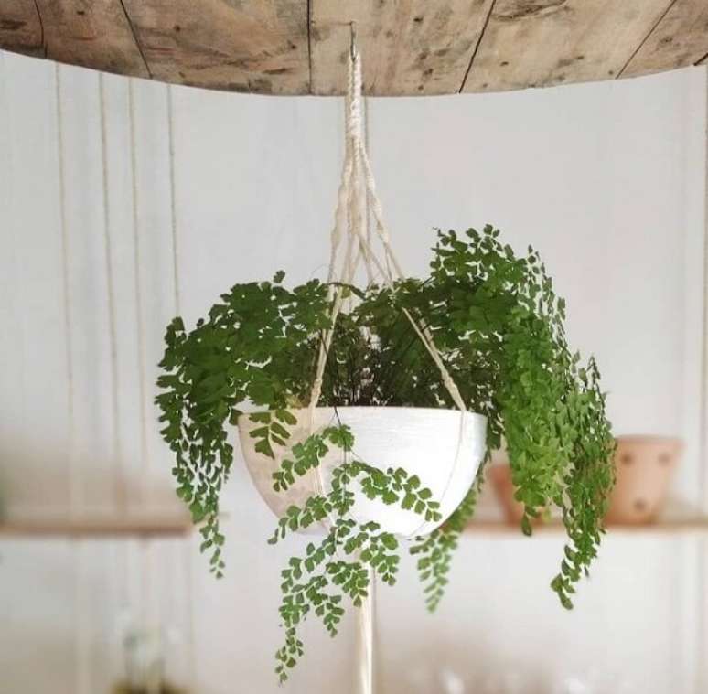 22. A flor Avenca &eacute; uma planta ornamental que fica linda em diferentes espa&ccedil;os da casa. Fonte: Pinterest