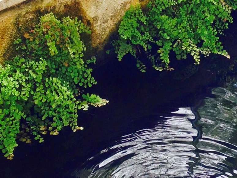 2. A Avenca normalmente cresce próximo à beira de rios, entre pedras ou debaixo de plantas maiores. Fonte: Simplichique