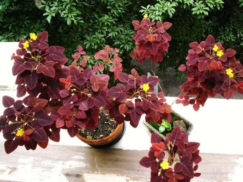 4. A Avenca Roxa chama a aten&ccedil;&atilde;o no jardim. Fonte: Pinterest