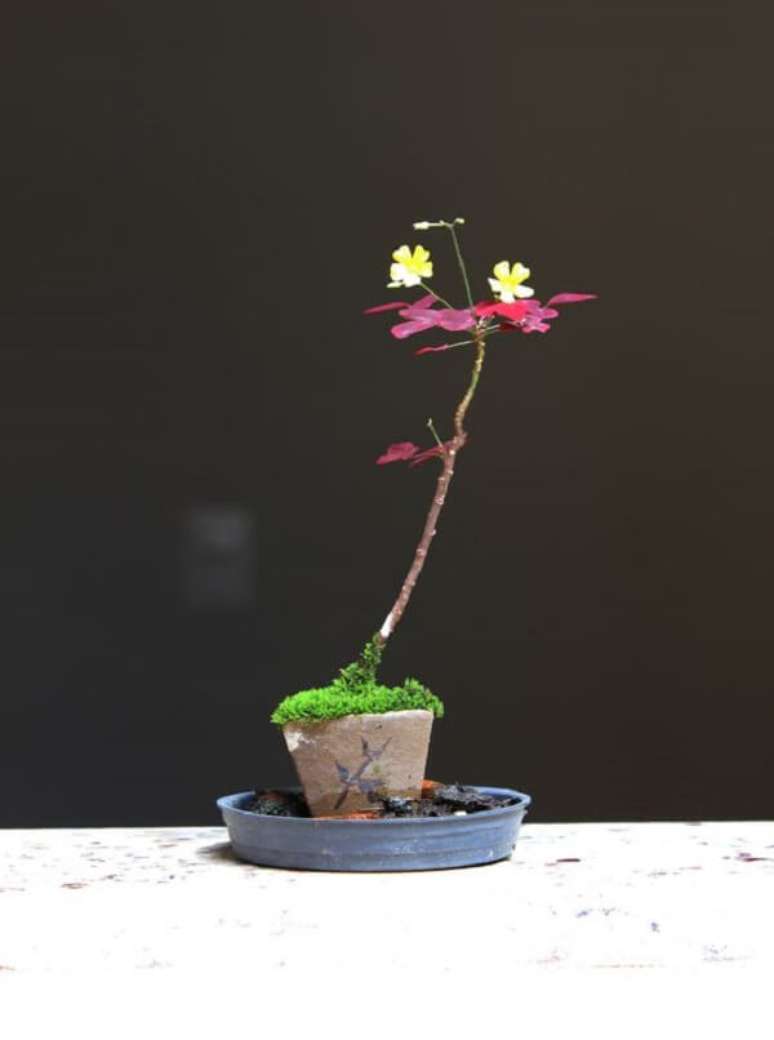 17. A Avenca Roxa, Avenca gigante, Avenca japonesa e Avenca bailarina s&atilde;o diferentes tipos de Avenca existentes na natureza. Fonte: Pinterest