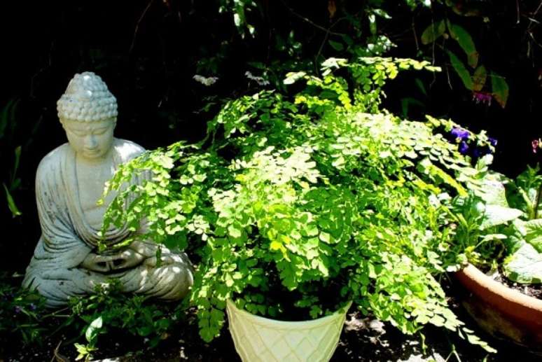 16. A melhor &eacute;poca como cultivar avenca &eacute; na primavera. Fonte: Pinterest