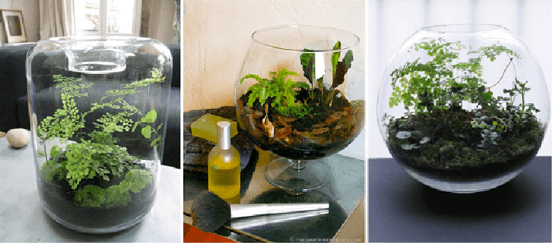 8. Em muitos projetos a Avenca &eacute; cultivada em terr&aacute;rios. Fonte: Pinterest