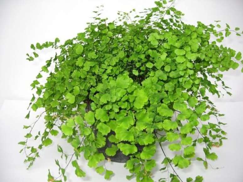 25. Procure borrifar &aacute;gua nas folhas das Avenca gigante, Avenca roxa, Avenca japonesa e Avenca bailarina tamb&eacute;m quando o clima estiver muito seco. Fonte: Pinterest