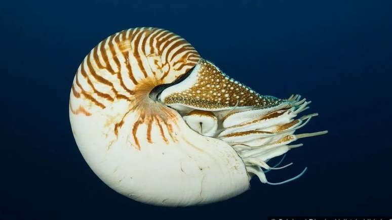 A sequ&ecirc;ncia Fibonacci pode at&eacute; ser encontrada na natureza