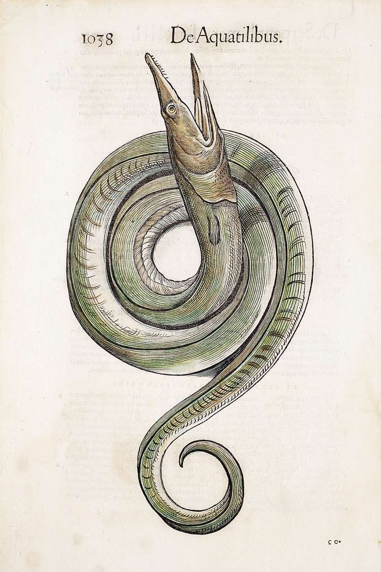 Ilustração de uma enguia da primeira edição da "Historiae Animalium" de Conrad Gesner de 1568, a primeira enciclopédia de animais