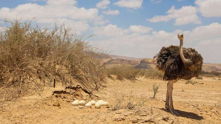 Com peso de 1 a 2 Kg, os ovos de avestruz s&atilde;o um dos maiores ovos comest&iacute;veis que existem