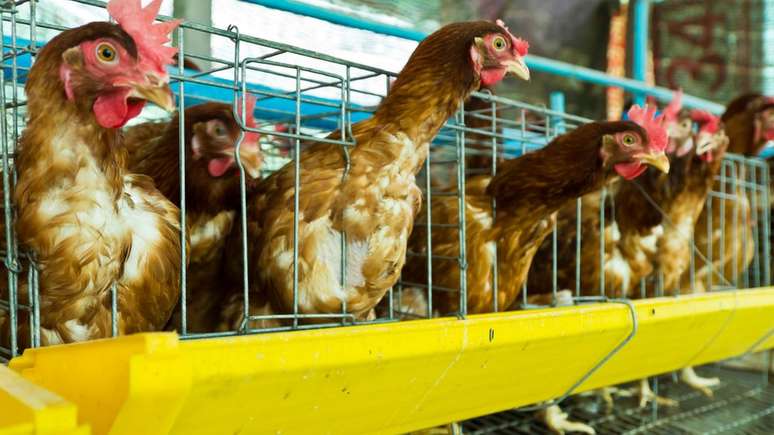 As gaiolas em bateria, em que as galinhas ficam confinadas, s&atilde;o proibidas na Uni&atilde;o Europeia