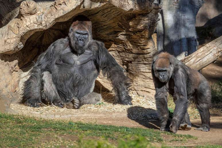 Gorilas no zoológico de San Diego
10/01/2021
Ken Bohn/San Diego Zoo Global/Divulgação via REUTERS
