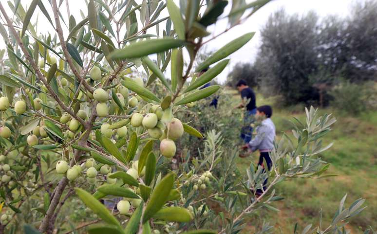 A terra ao redor de Tarhuna contém muitas oliveiras