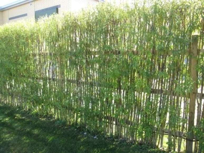 55. Cerca viva de bambu plantada para delimitar a &aacute;rea do terreno. Fonte: Pinterest