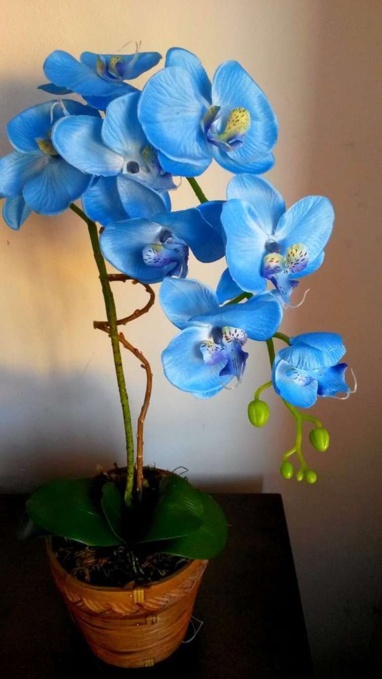 46. Vaso de orqu&iacute;dea azul &ndash; Via: Revista VD