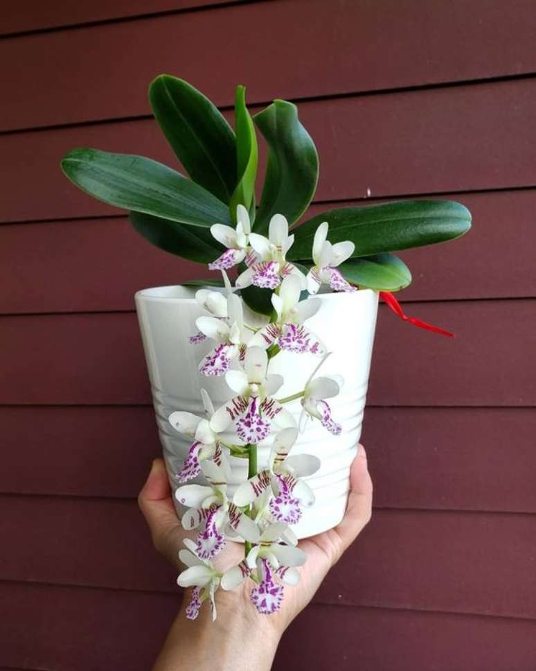 49. Vaso para orquídea branca – Via: Pinterest