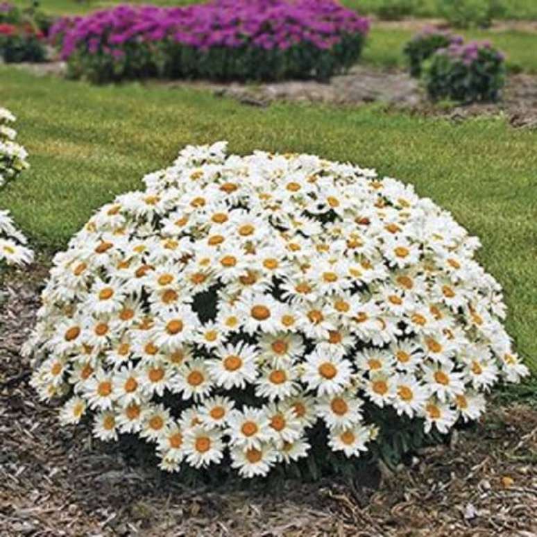 16. A flor margarida é ótima para forrar canteiros. Fonte: Pinterest
