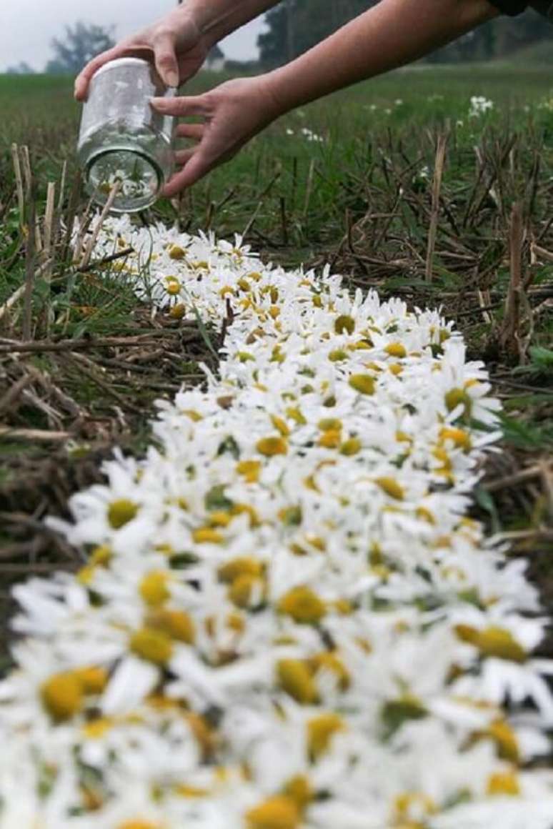 20. Campos de margaridas enchem a paisagem de delicadeza. Fonte: Pinterest