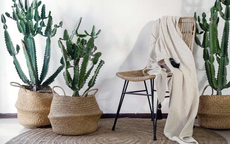 Cactos na decoração: ideias para inserir a planta nos ambientes internos