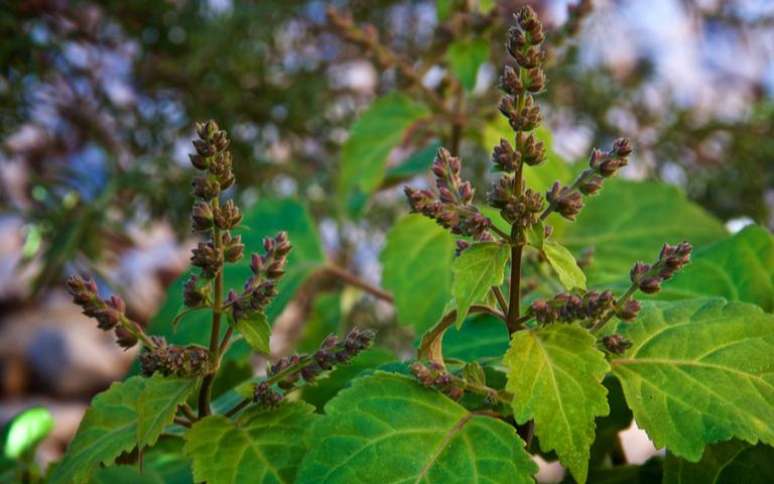 Use o óleo essencial e incenso de patchouli para trazer mais amor e paixão naonabet cream uses in tamilvida. -