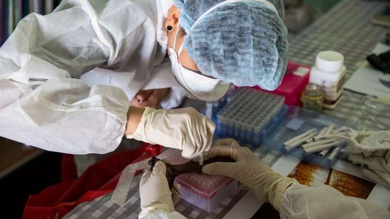 Os cientistas procuram potenciais causadores de uma próxima pandemia para combatê-los com antecedência