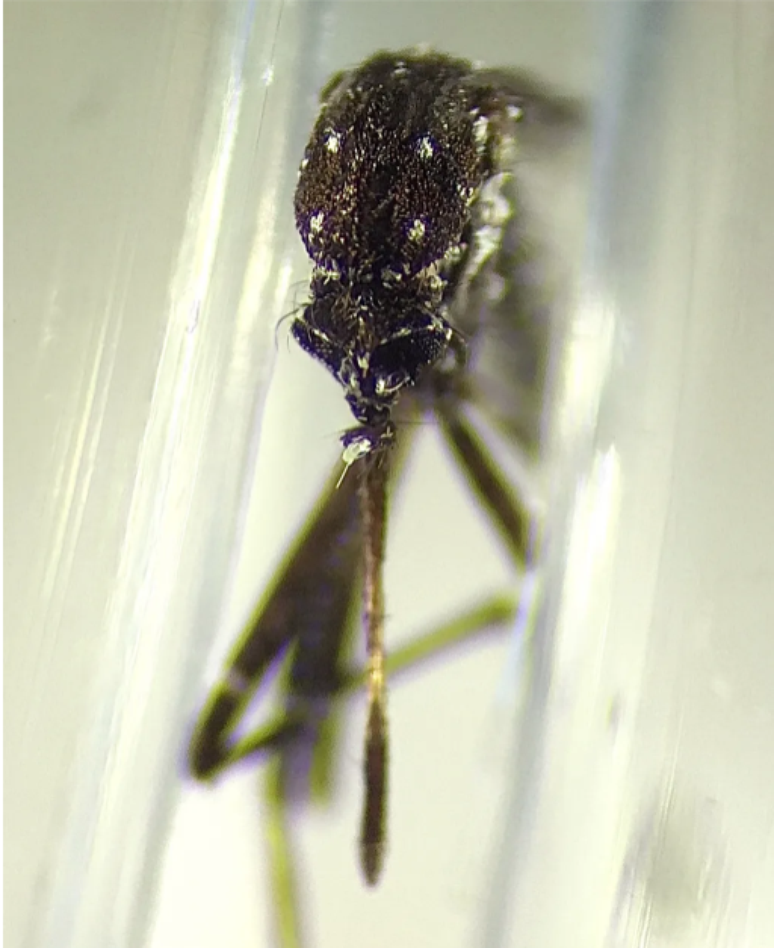 Aedes vittatus encontrado em Cuba; ele &eacute; vetor para doen&ccedil;as como febre amarela, zika e chikungunya