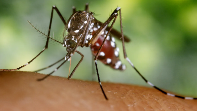 Foto da espécie Aedes albopictus, que também se espalhou rapidamente da Ásia para o resto do mundo