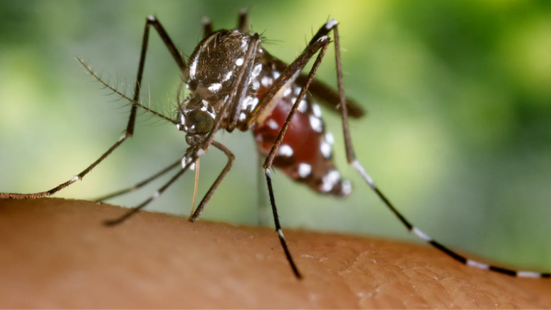 Foto da esp&eacute;cie Aedes albopictus, que tamb&eacute;m se espalhou rapidamente da &Aacute;sia para o resto do mundo