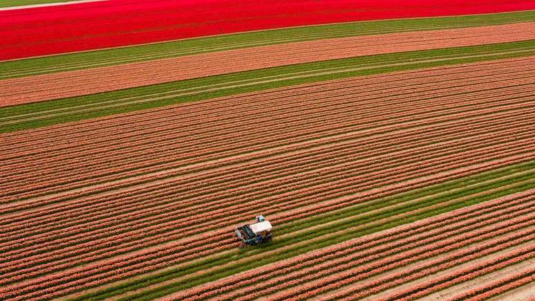 Flores de tulipas em Magdeburg, Alemanha