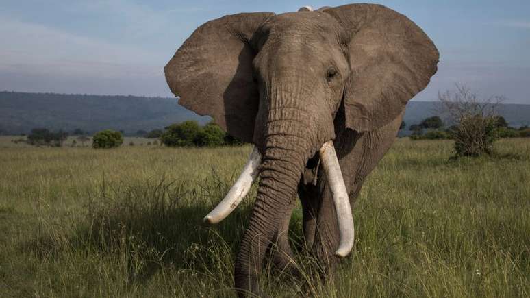 Quadrilha teria contrabandeado R$ 40 milhões em marfim e chifres de rinocerontes
