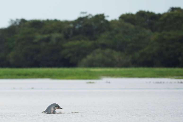 Tucuxi na Reserva de Desenvolvimento Sustent&aacute;vel Maimirau&aacute;, no Amazonas
19/01/2020 REUTERS/Bruno Kelly