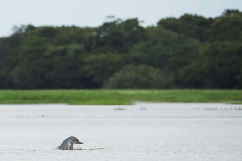 Tucuxi na Reserva de Desenvolvimento Sustentável Maimirauá, no Amazonas
19/01/2020 REUTERS/Bruno Kelly