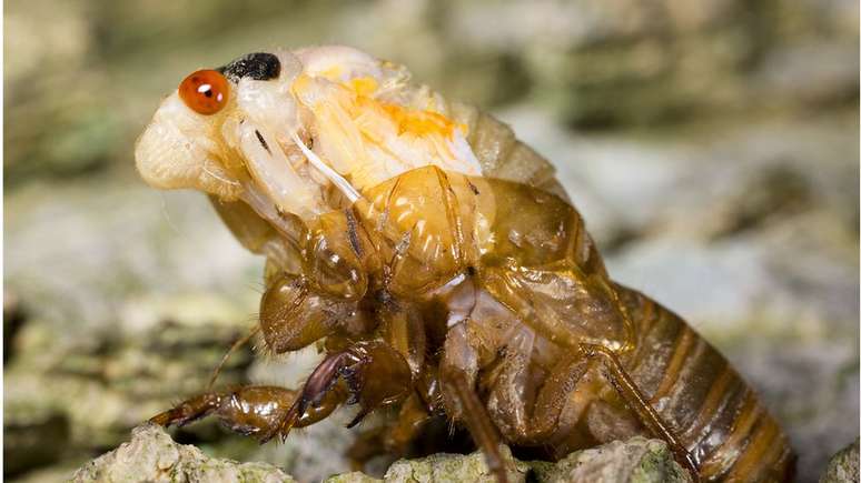 Depois de emergir do solo e fazer sua grande celebração, as cigarras irão morrer em algumas semanas. Ao final de junho, a maioria já terá partido