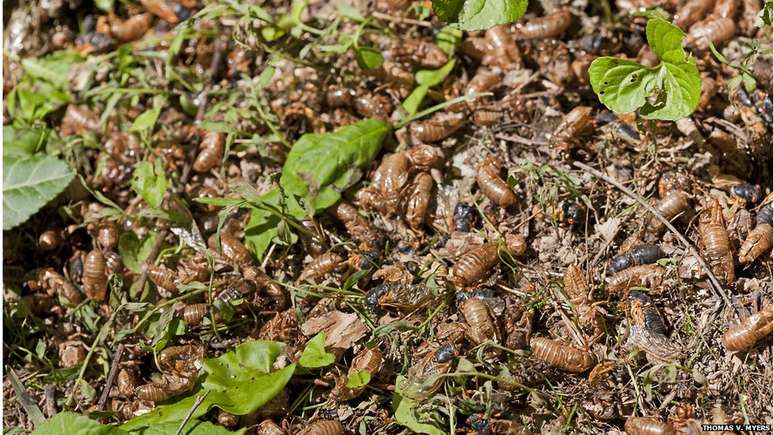 Insetos que irão emergir neste ano fazem parte da chamada Brood X de cigarras periódicas do gênero Magicicada