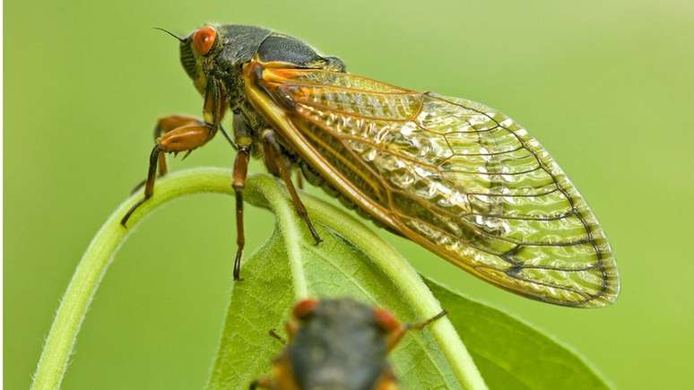 "Será um evento maravilhoso, único, muito especial", diz à BBC News Brasil entomologista Michael Raupp