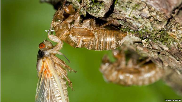 Cientista alerta que alguns animais de estimação, como cães ou gatos, podem querer comer as cigarras. Com moderação, não há problemas