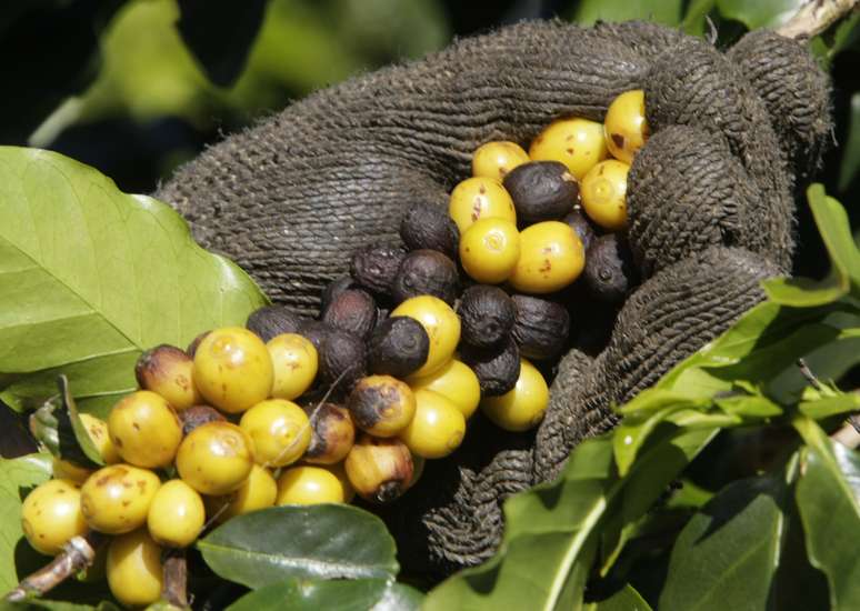 REUTERS/Paulo Whitaker 