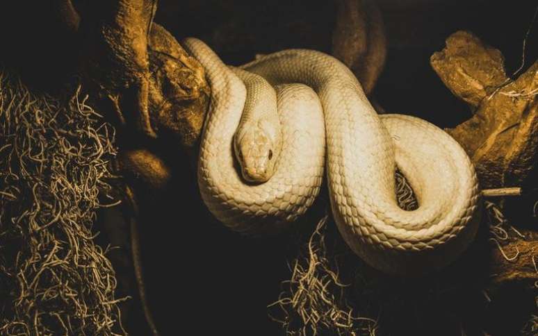 Animal Sagrado do Feng Shui – A Serpente - Motivo Arte