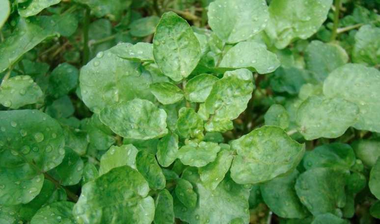 Economize na farmácia apostando em ingredientes naturais