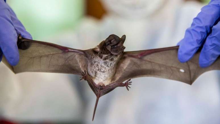 Os morcegos podem abrigar diferentes tipos de vírus