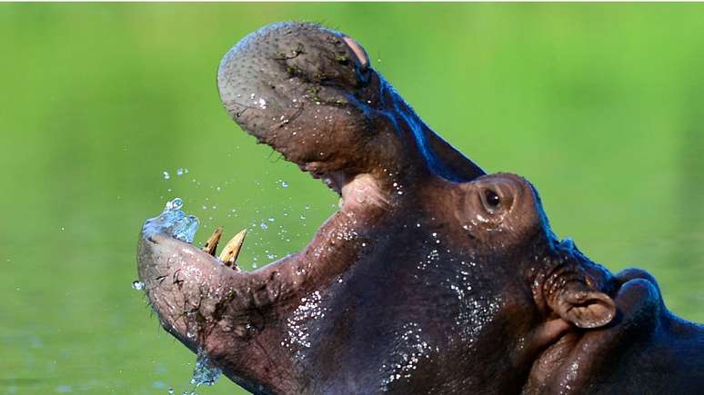 Os hipopótamos levados por Pablo Escobar para seu zoológico particular se multiplicaram e invadiram o rio Magdalena