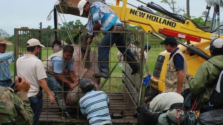 A castração de hipopótamos é um exercício perigoso e logisticamente complicado, dizem os especialistas