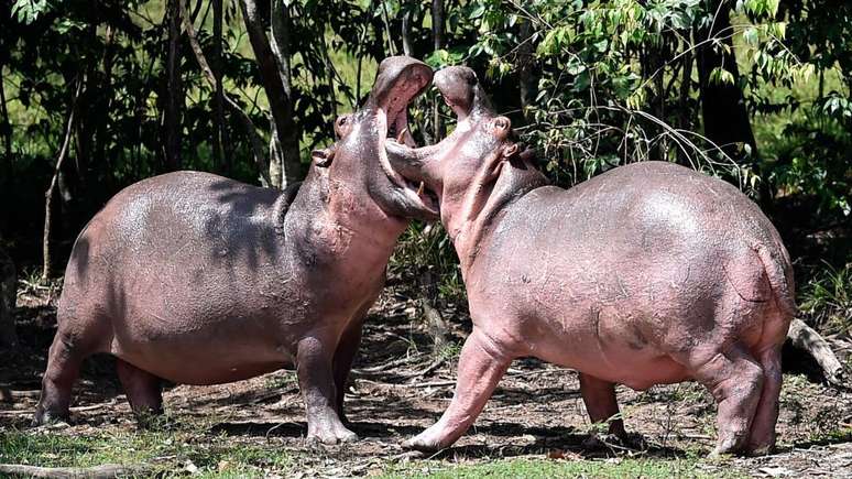 Sem abate, os cientistas acreditam que a população de hipopótamos pode chegar a mais de 1.400 em uma década