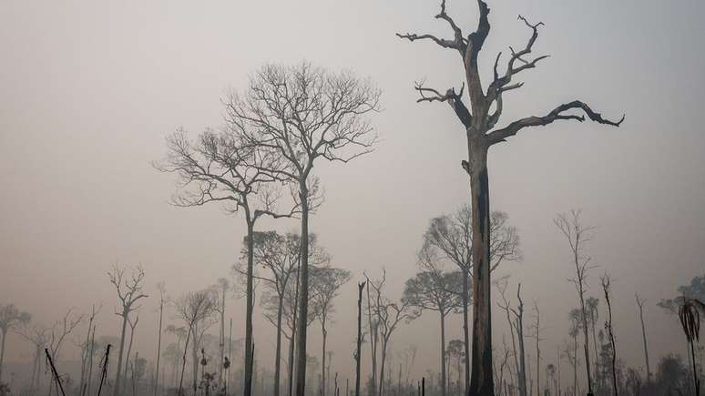 Preservação do meio ambiente no Brasil preocupa o mundo todo