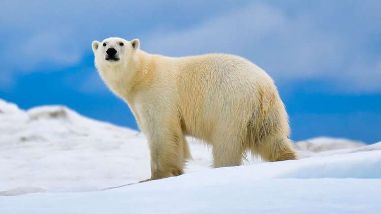 Blackjack tinha pavor de ursos polares, mas teve que aprender a ca&ccedil;&aacute;-los