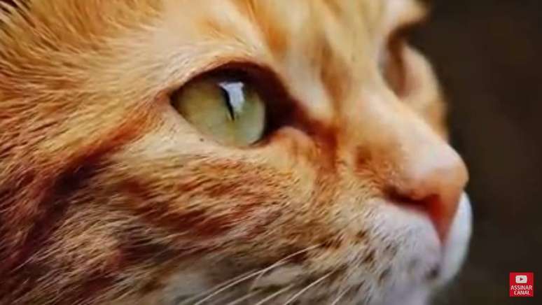 Confira os vídeos de gatos mais acessados no YouTube nos últimos 12 meses
