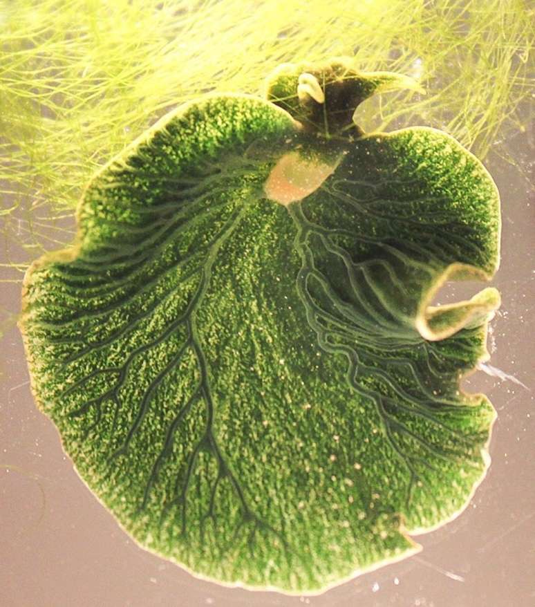 A Elysia chlorotica é um exemplo emblemático de animal fotossintético