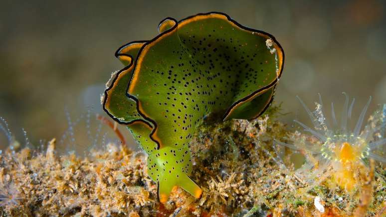As sacoglossa, como esta Elysia ornata, sequestram os cloroplastos das algas para processar energia da luz solar