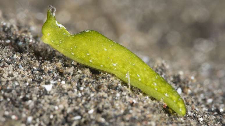 As lesmas do mar 'roubam' cloroplastos das algas e os incorporam ao seu sistema digestivo