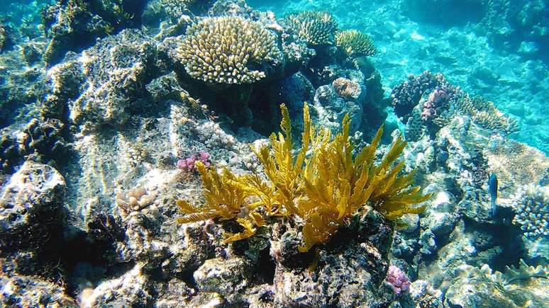Os corais 'sequestram' algas inteiras para fazer simbiose