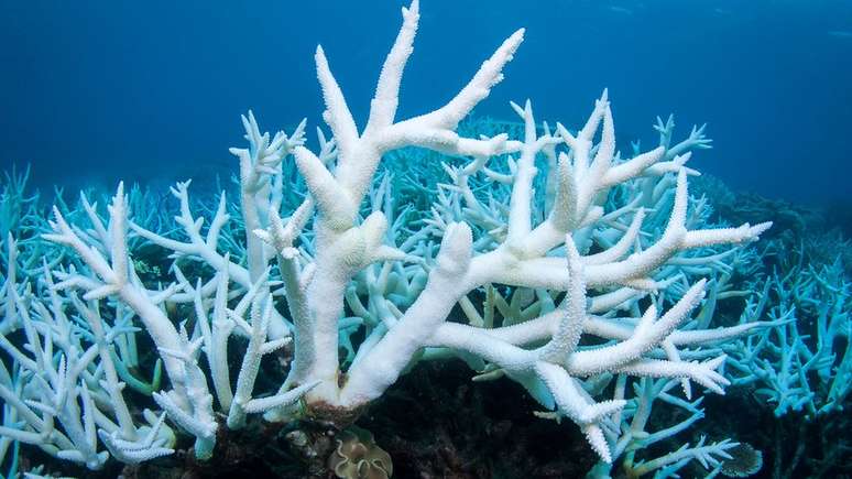 Quando as algas se afastam dos corais, eles morrem